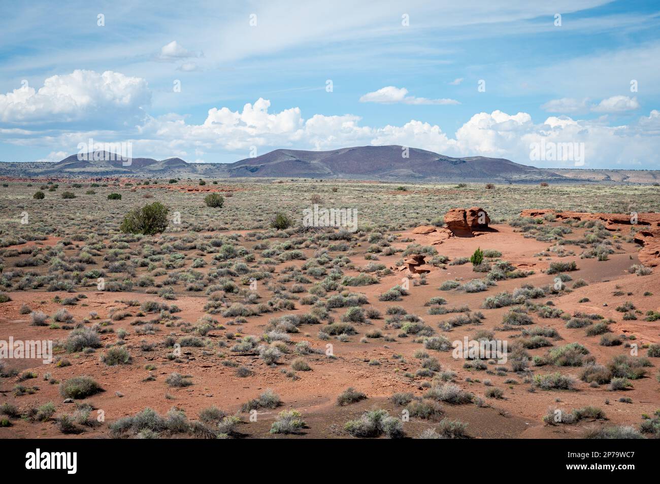 A barren desertscape with a distant mountain range in the background and a lone tree in the forefront Stock Photo