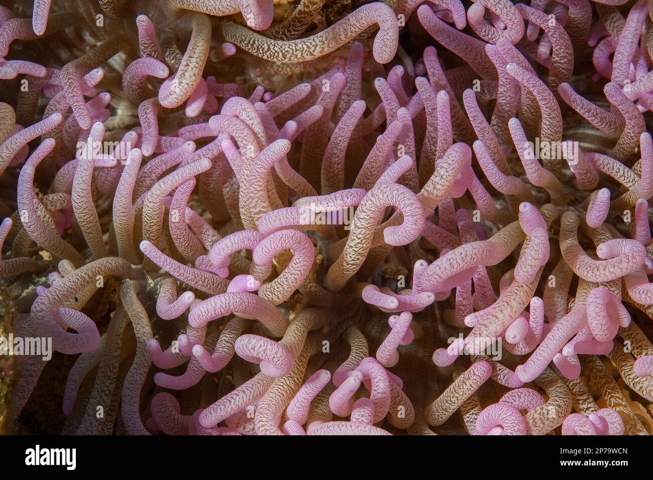 Close-up of tentacles of sea anemone Corkscrew anemone (Macrodactyla doreensis), Red Sea, Aqaba, Jordan Stock Photo