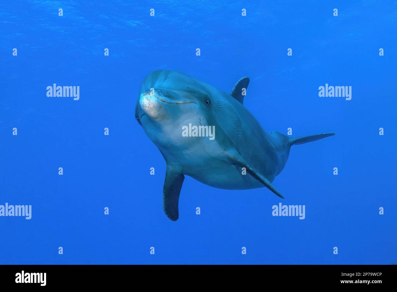 Dolphin Bottlenose dolphin (Tursiops truncatus) Flipper Marine mammal Small whale swims towards viewer looks into camera, Caribbean Sea Stock Photo