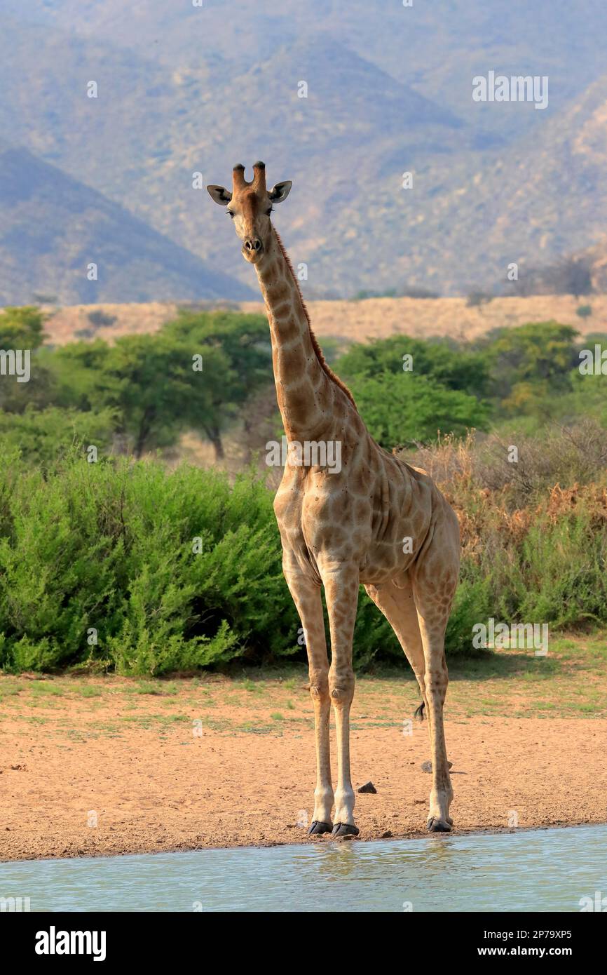 Southern Giraffe Giraffa Camelopardalis Giraffa Adult At The Water