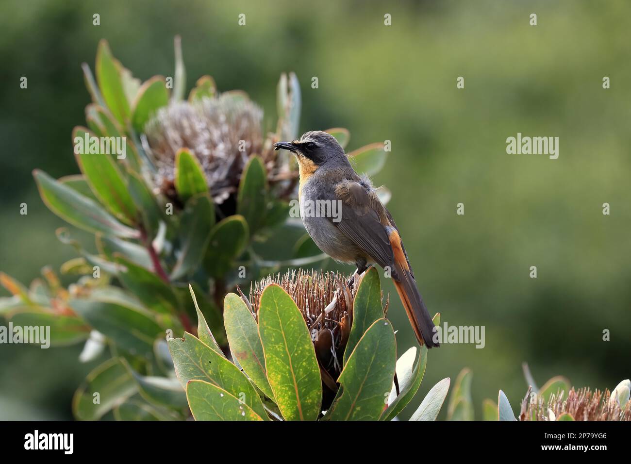 Cape robin-chat (Cossypha caffra), adult, male, on flower, Protea, Kirstenbosch Botanical Gardens, Cape Town, South Africa Stock Photo
