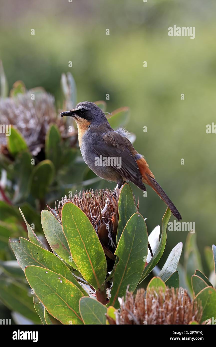 Cape robin-chat (Cossypha caffra), adult, male, on flower, Protea, Kirstenbosch Botanical Gardens, Cape Town, South Africa Stock Photo