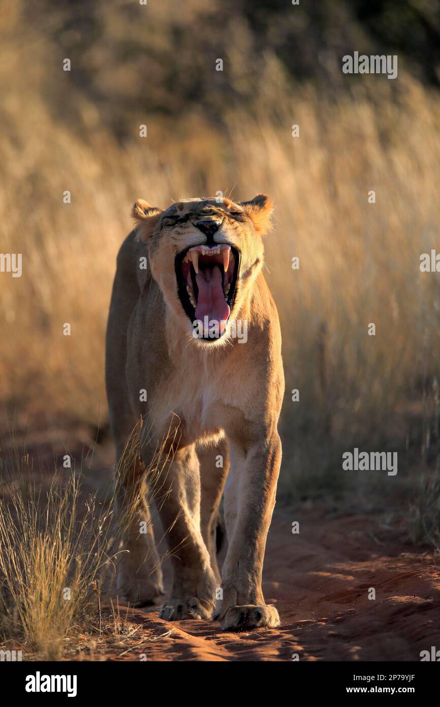 Lion (Panthera leo), adult, female, alert, running, yawning, Tswalu Game  Reserve, Kalahari, Northern Cape, South Africa Stock Photo - Alamy