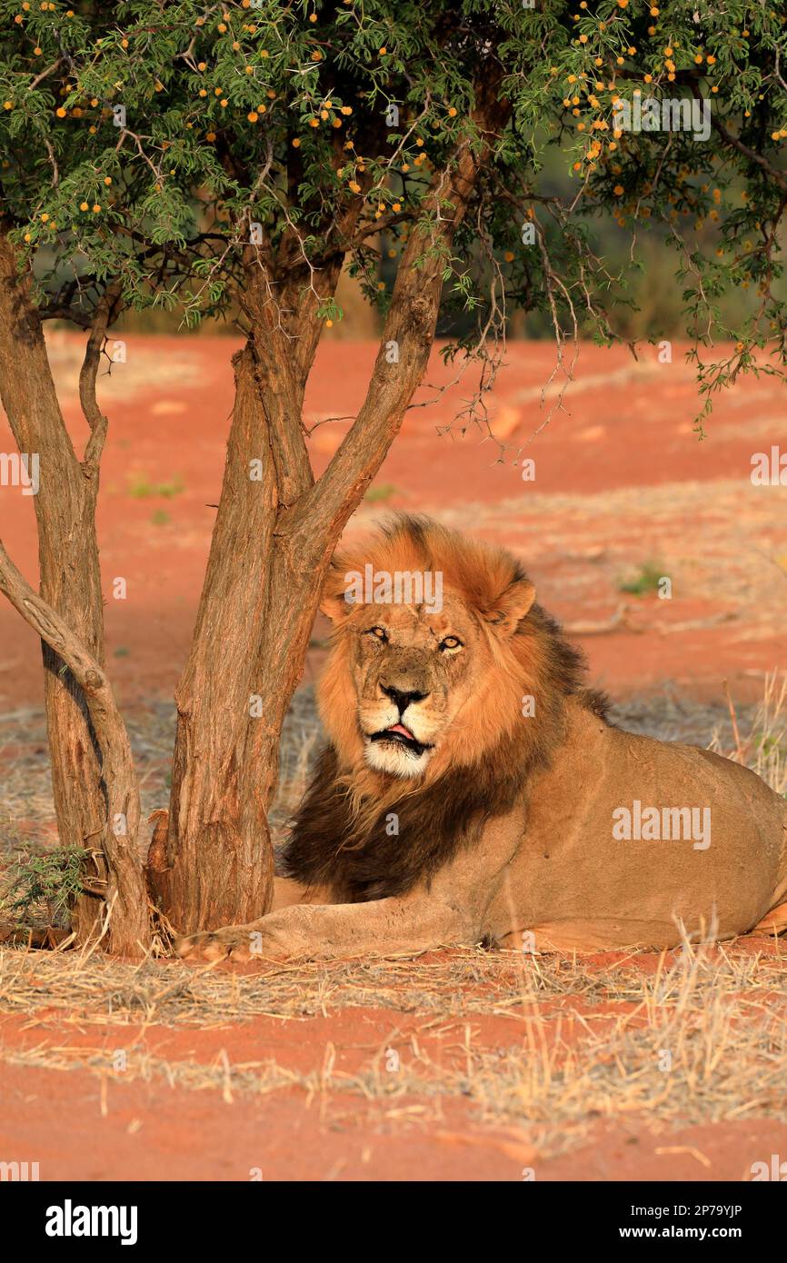 Adult male lion sitting hi-res stock photography and images - Alamy