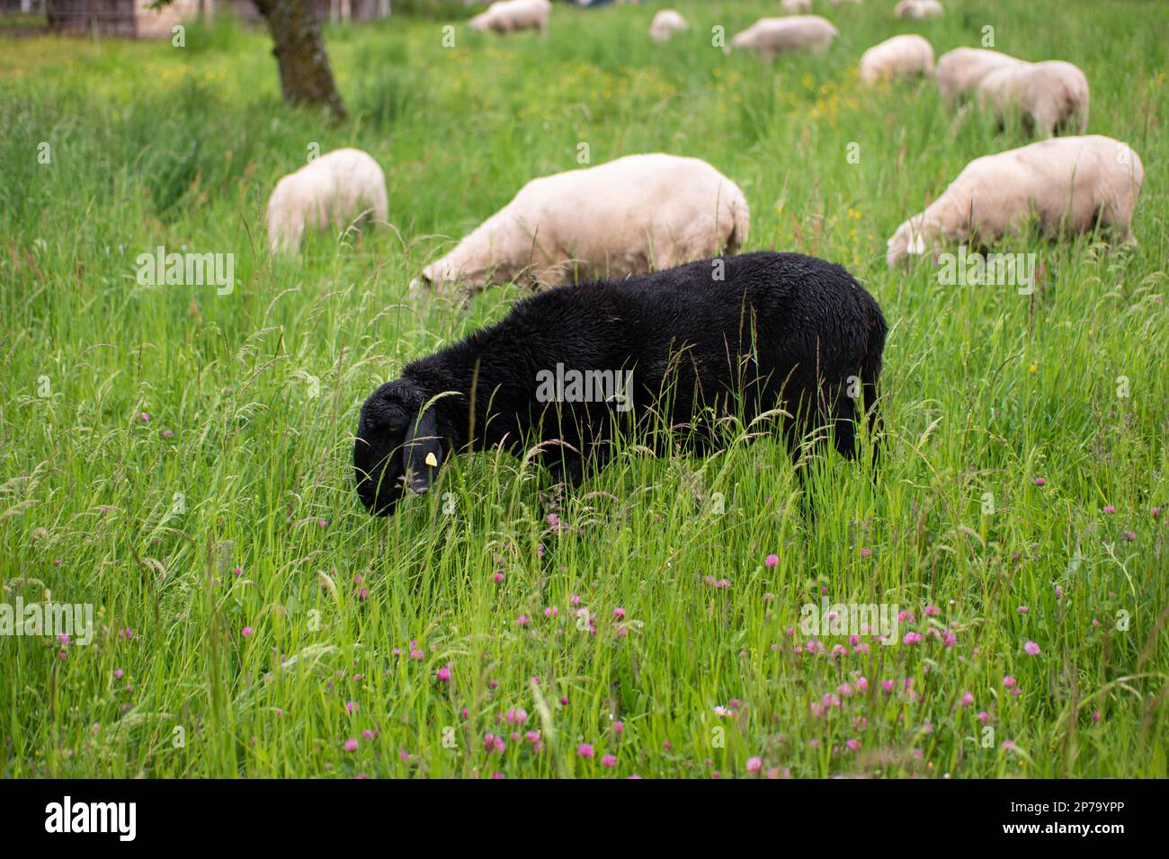 Black sheep grazing green grass in a small herd Stock Photo - Alamy