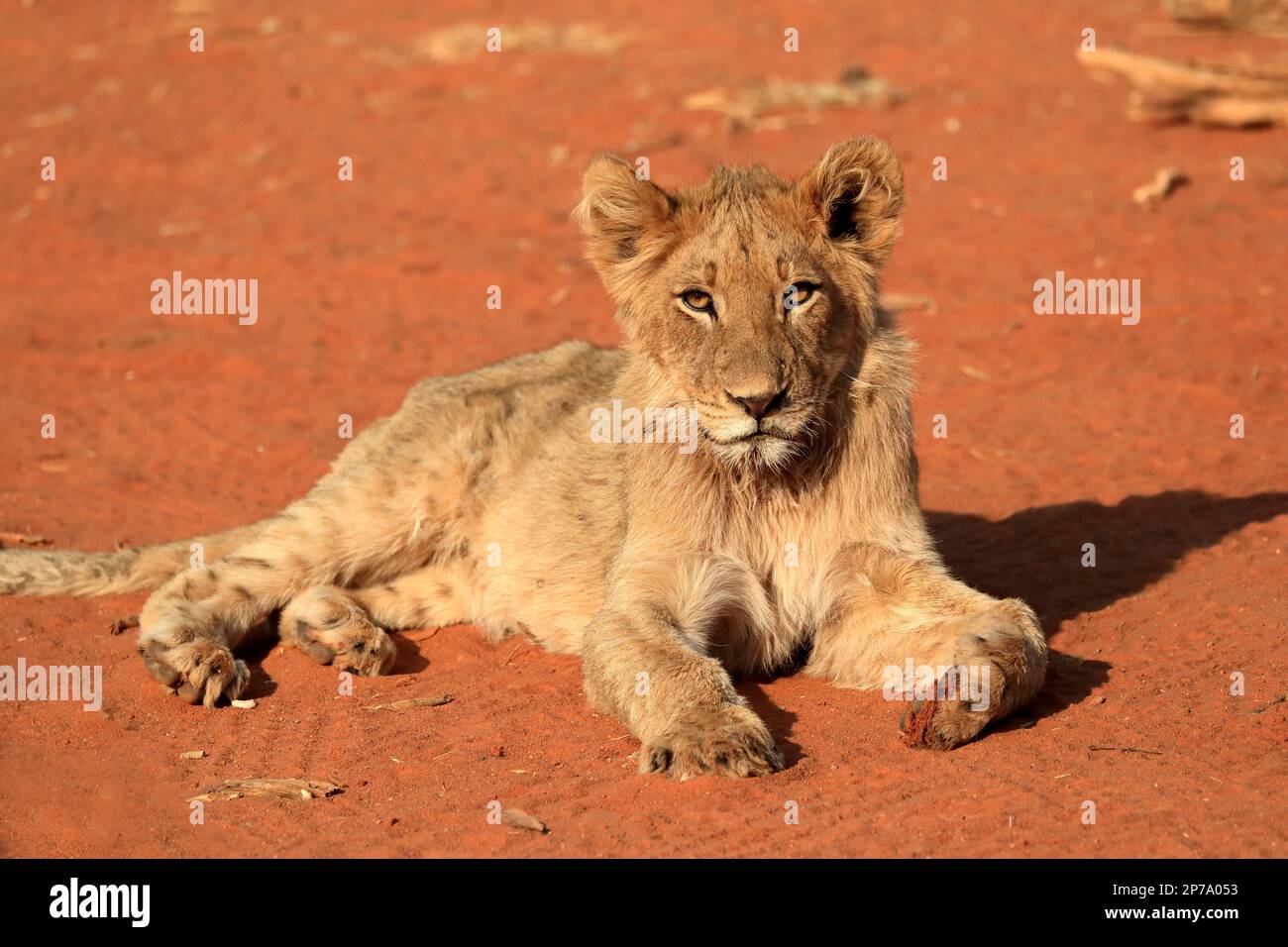 Lion (Panthera leo), young, resting, alert, Tswalu Game Reserve ...