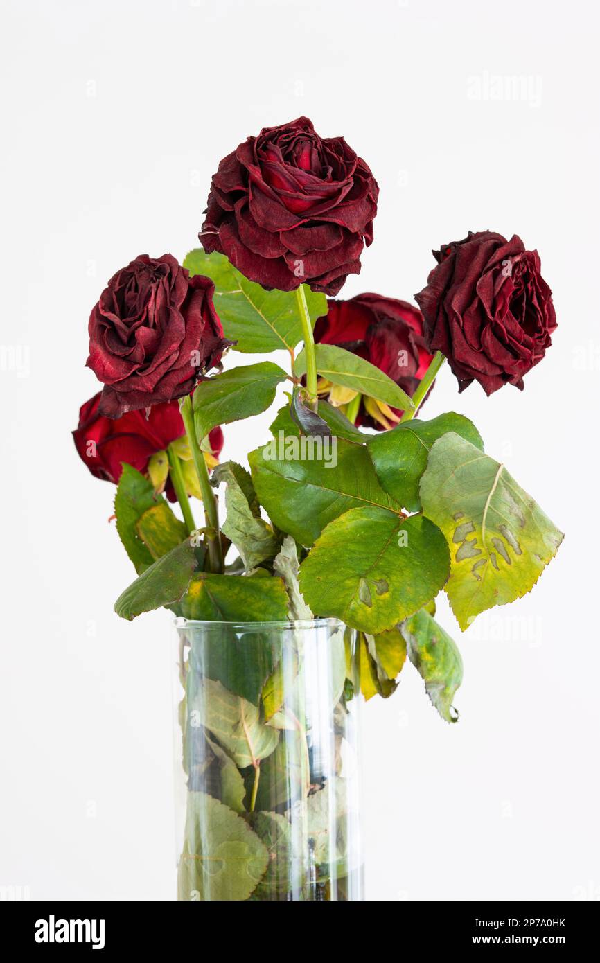 Bouquet of faded dying red roses in a vase isolated on white background