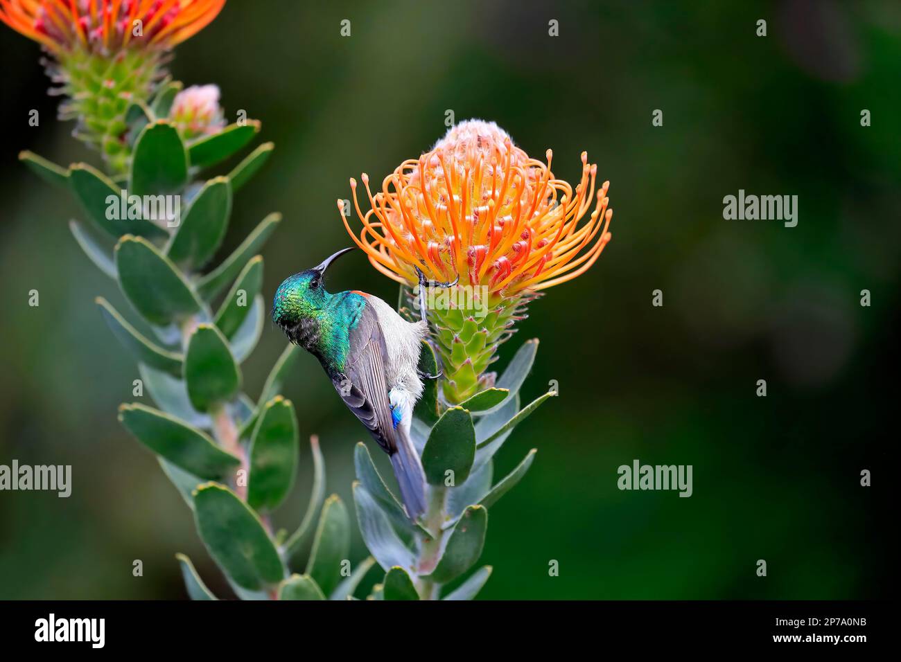 Pincushion Protea (Leucospermum species), Protea, Cape Sunbird, flower, flowering, flowering, bushes, plant, Kirstenbosch Botanical Gardens, Cape Stock Photo