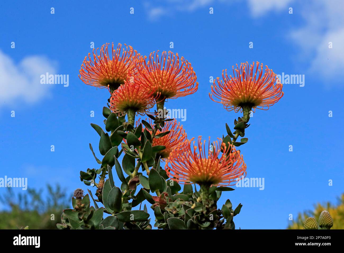 Pincushion Protea (Leucospermum species), Protea, flower, flowering