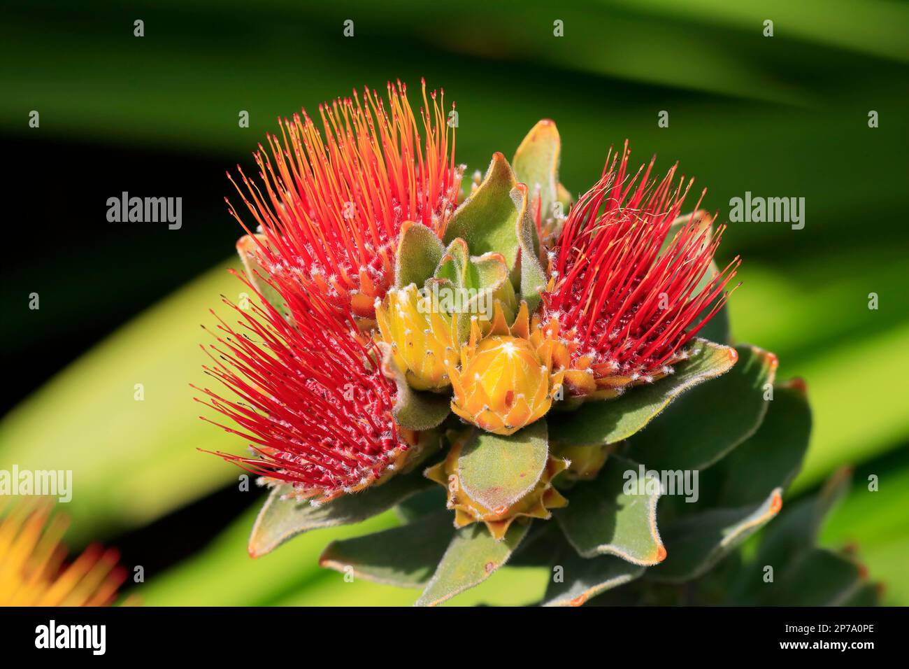 Pincushion Protea (Leucospermum species), Protea, flower, flowering, flower, bushes, plant
