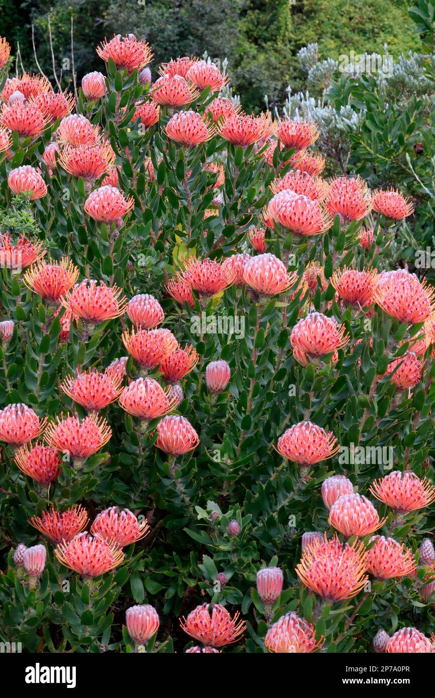 Pincushion Protea (Leucospermum species), Protea, flower, flowering