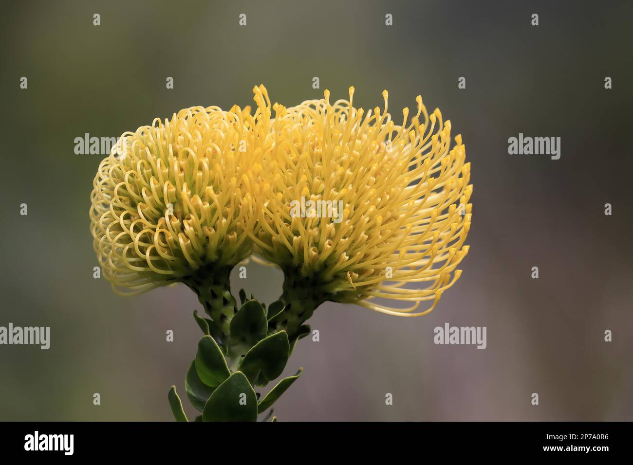Pincushion Protea (Leucospermum species), Protea, flower, flowering