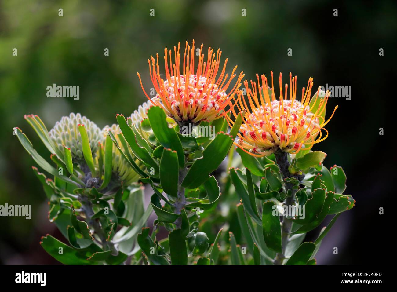 Pincushion Protea (Leucospermum species), Protea, flower, flowering, flower, bushes, plant, Kirstenbosch Botanical Gardens, Cape Town, South Africa Stock Photo