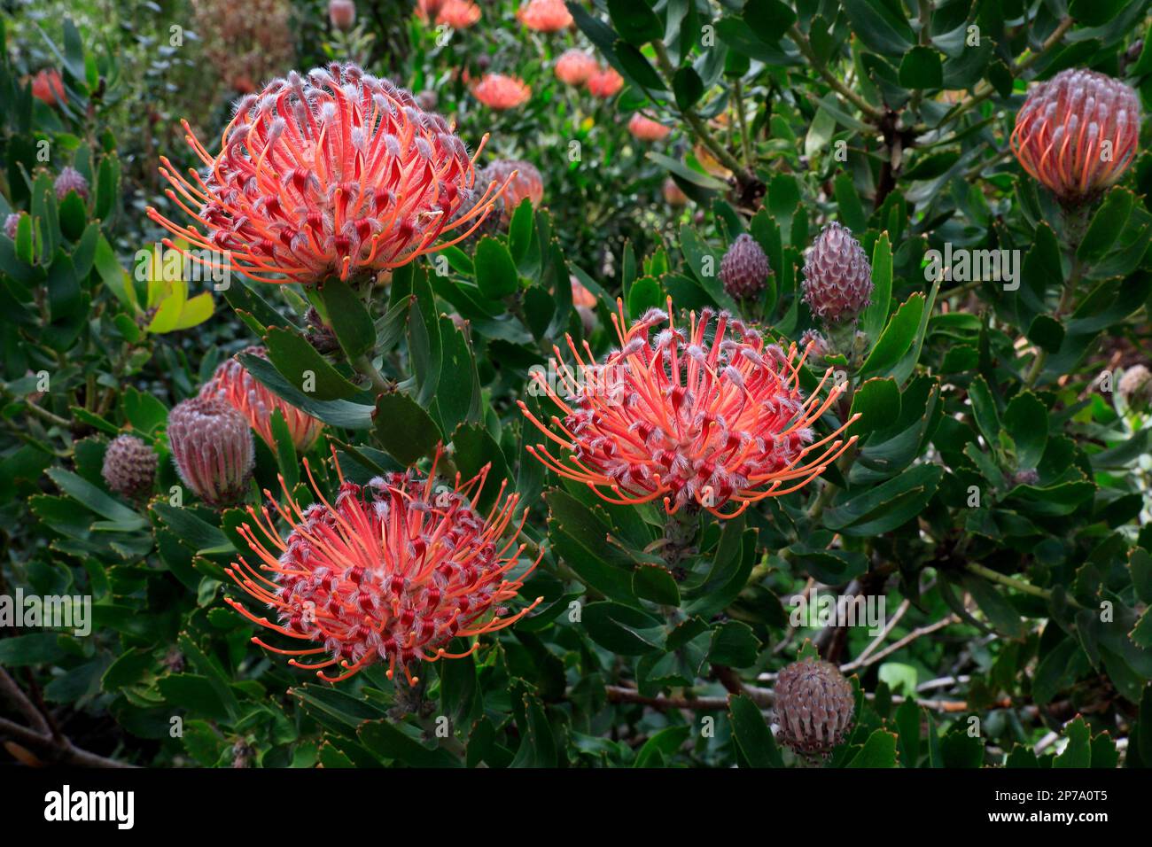 Pincushion Protea (Leucospermum species), Protea, flower, flowering, flower, bushes, plant