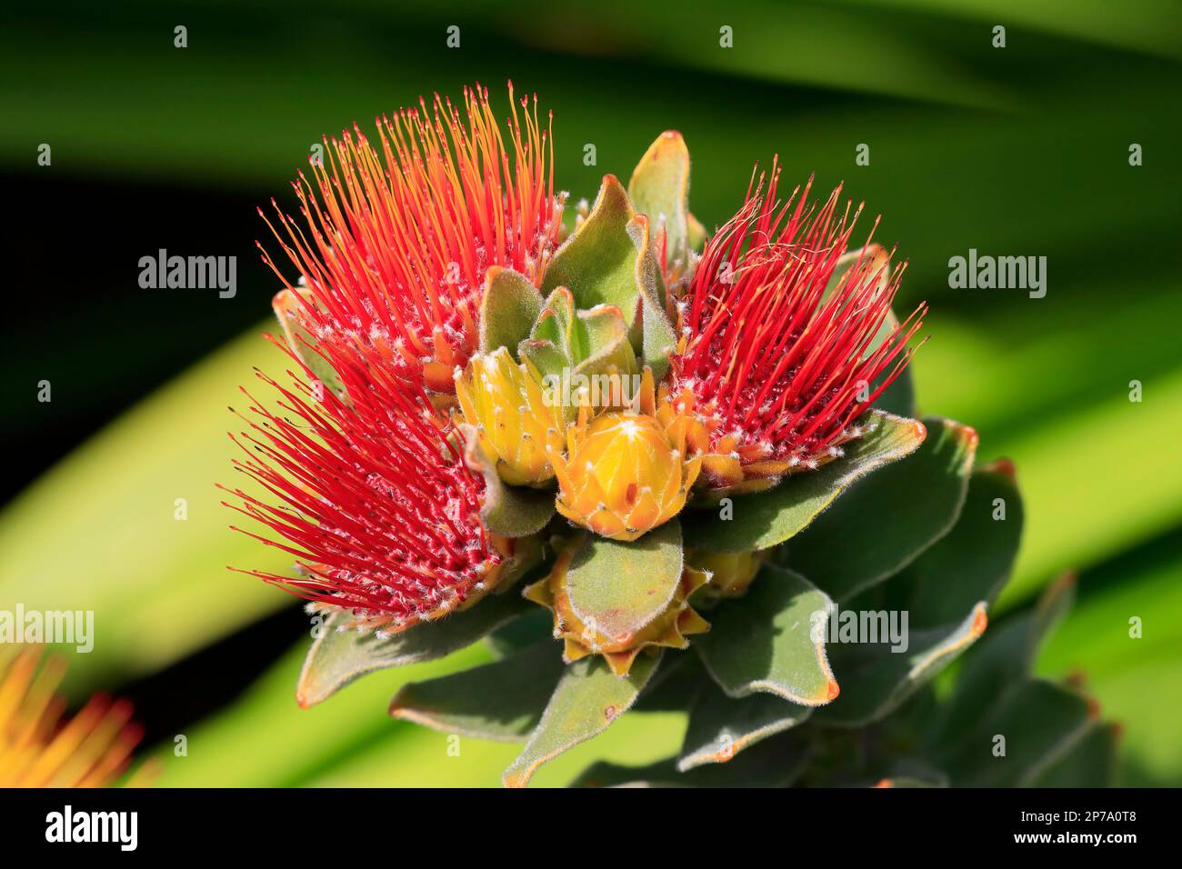 Pincushion Protea (Leucospermum species), Protea, flower, flowering, flower, bushes, plant, Kirstenbosch Botanical Gardens, Cape Town, South Africa Stock Photo