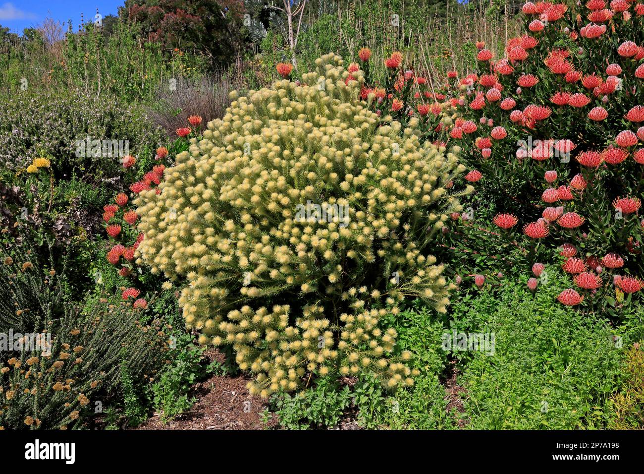 Phylica, flower, flowering, rose family, featherhead (Phylica pubescens), dwarf shrub, Kirstenbosch Botanical Gardens, Cape Town, South Africa Stock Photo