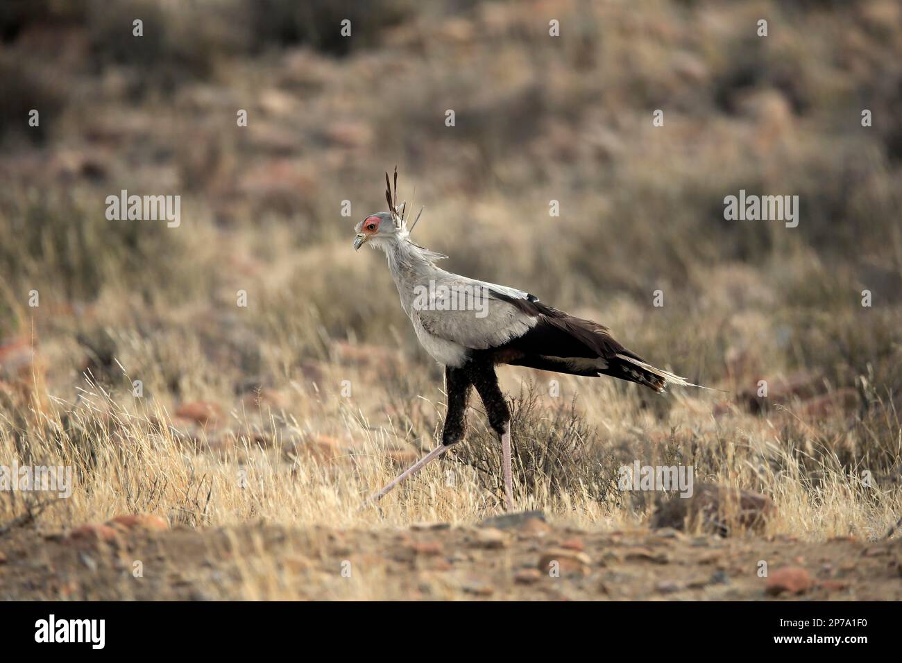 Secretary bird (Sagittarius serpentarius), adult, foraging ...