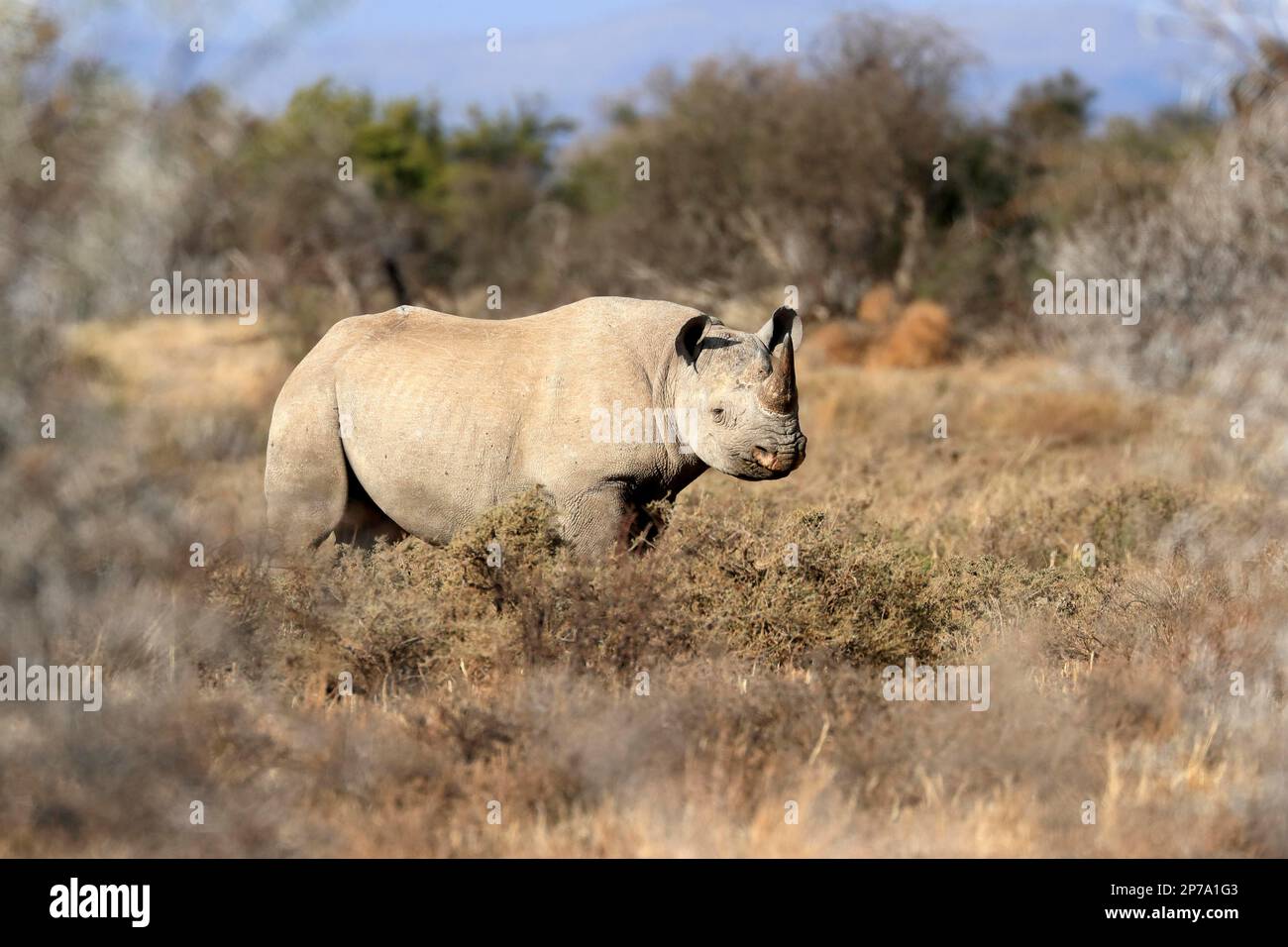 Black rhinoceros (Diceros bicornis), adult, foraging, Mountain Zebra