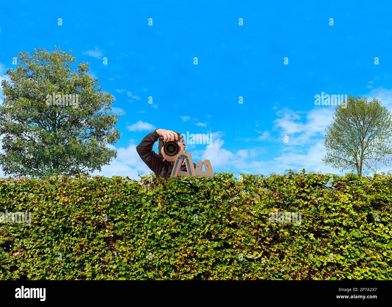 Paparazzi behind a hedge Stock Photo