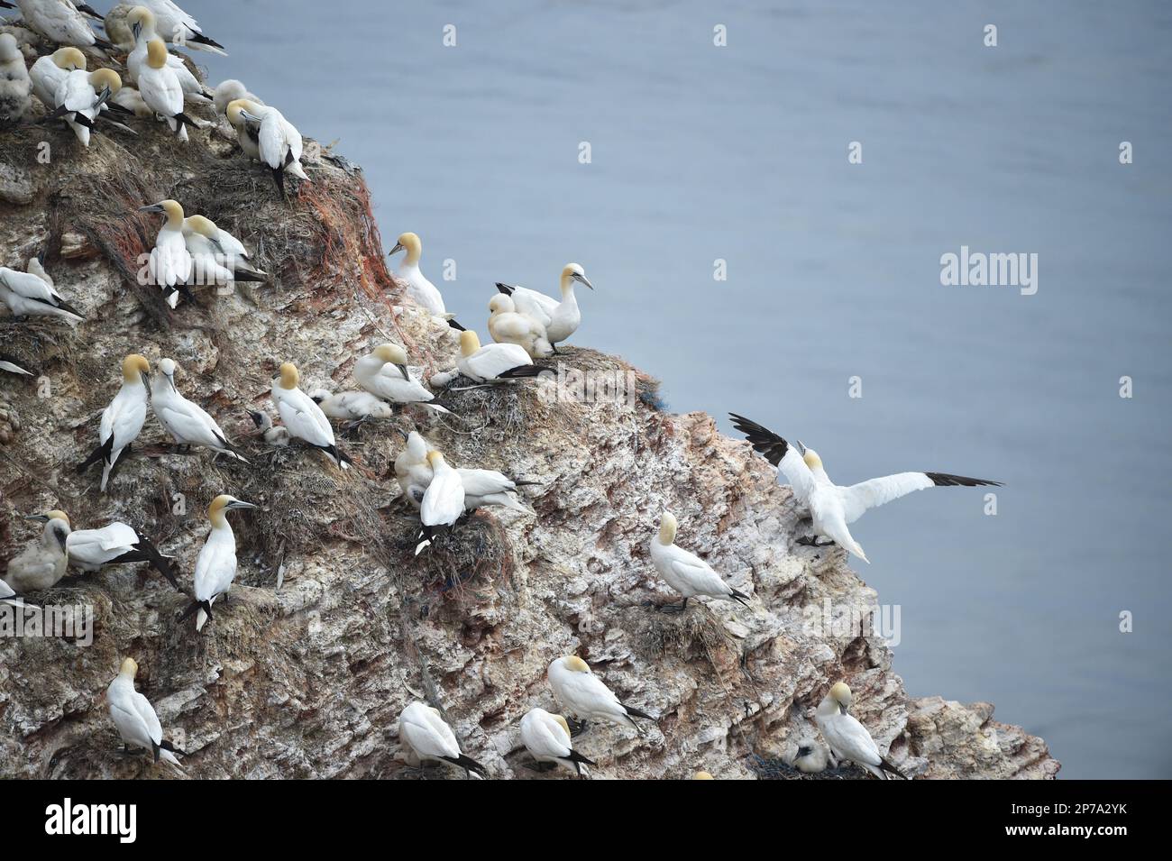 northern-gannet-morus-bassanus-breeding-on-the-rock-lange-anna-on