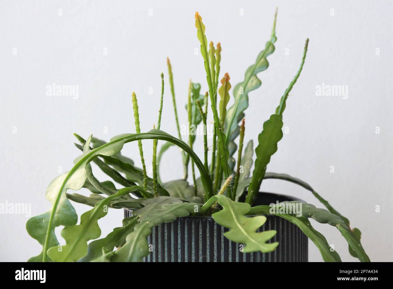 Epiphyllum fishbone hi-res stock photography and images - Alamy