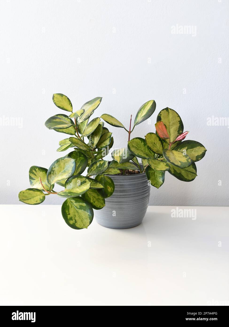 Hoya australis Lisa, cultivar of Hoya australis tenuipes houseplant, in a gray pot isolated on a white background. Portrait orientation. Stock Photo