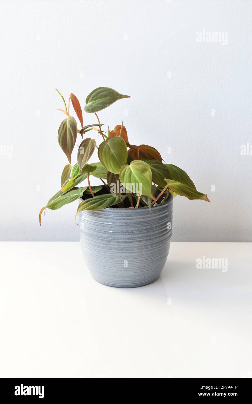 Philodendron micans hires stock photography and images Alamy