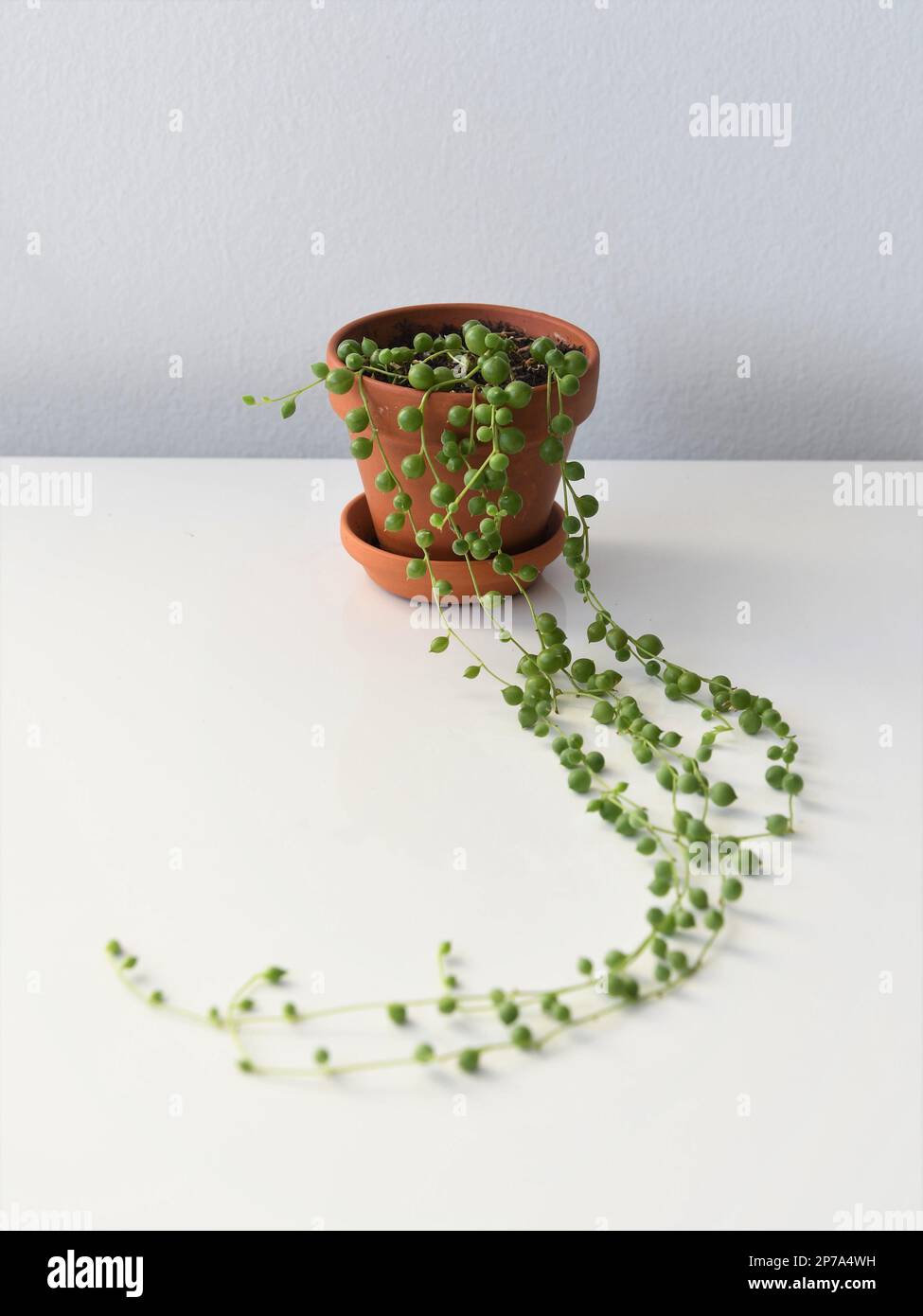 String of Pearls Houseplant