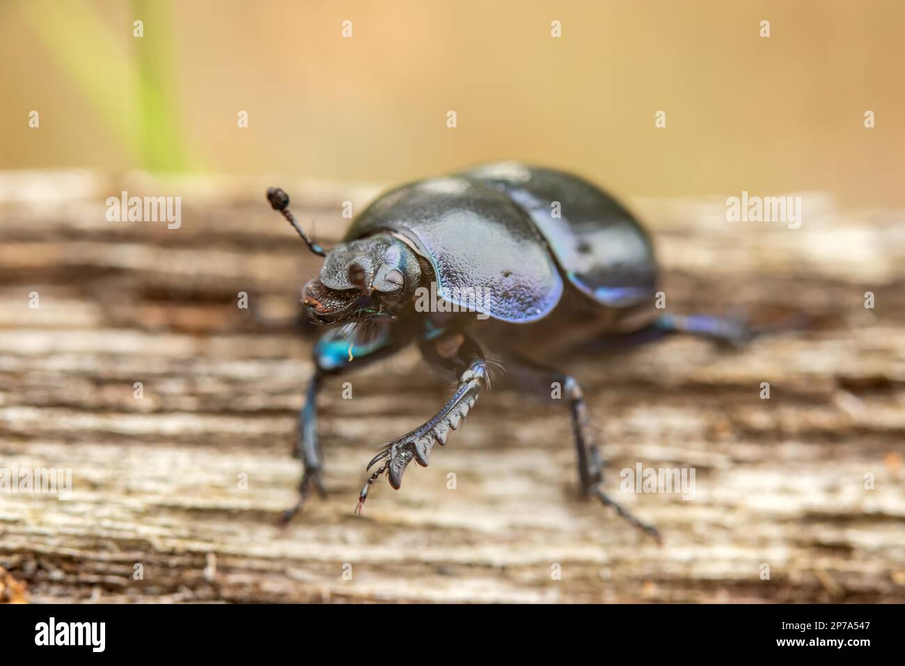 Forest dung beetle on a dead wood Stock Photo