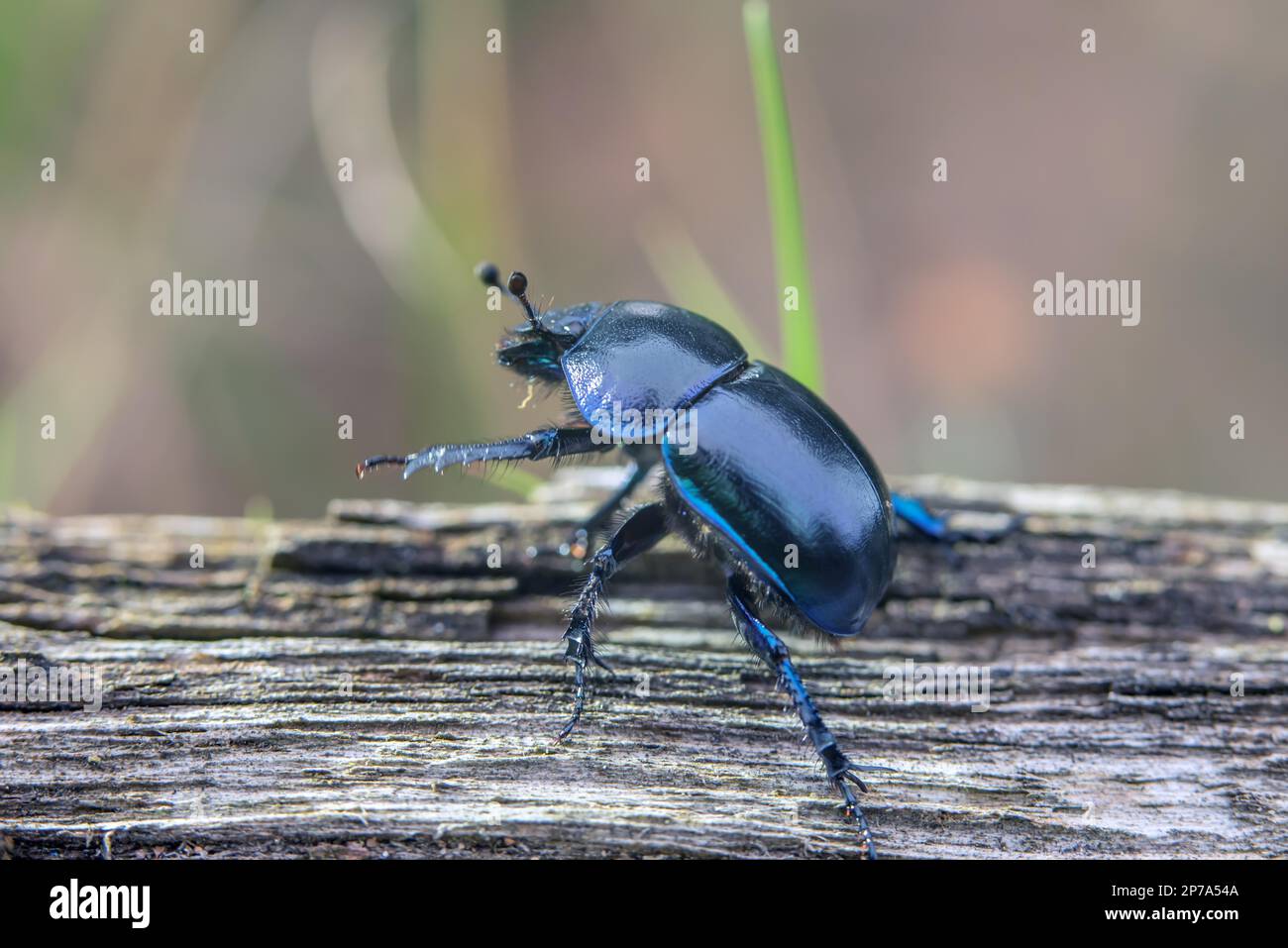 Forest dung beetle on a dead wood Stock Photo