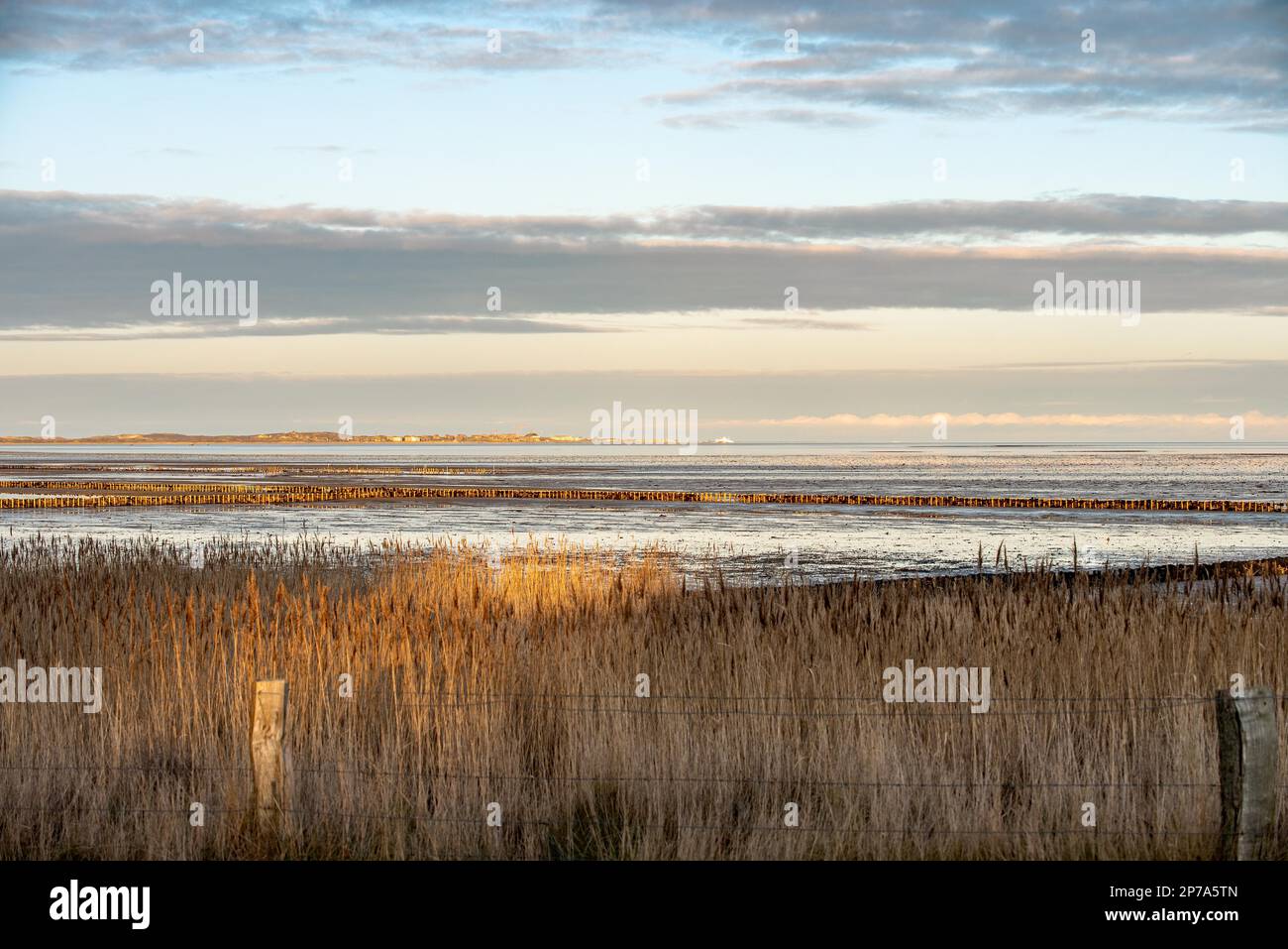 Reed grass on the Wadden Sea off Kampen Stock Photo