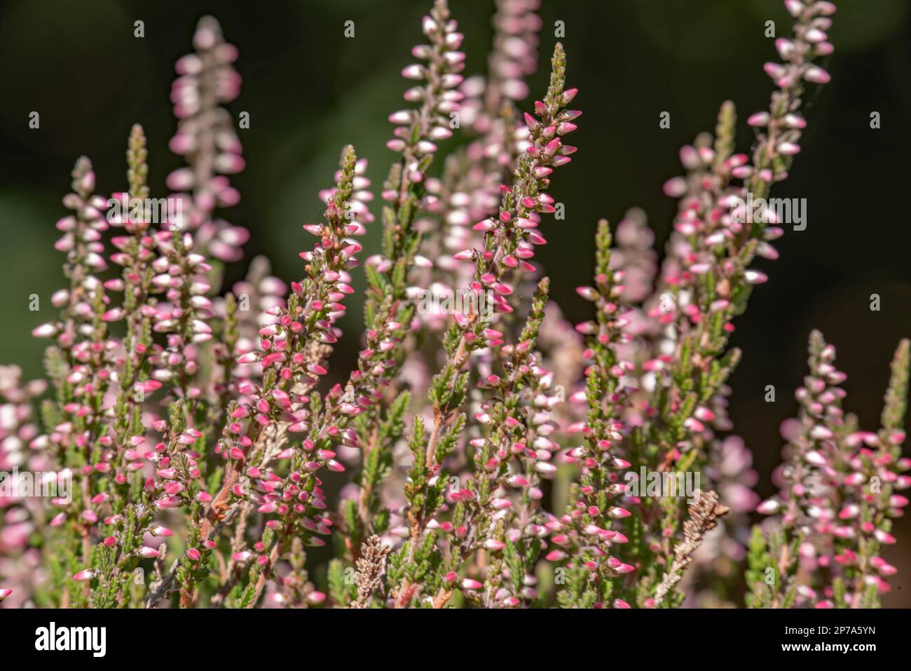 Heather in bloom Stock Photo Alamy