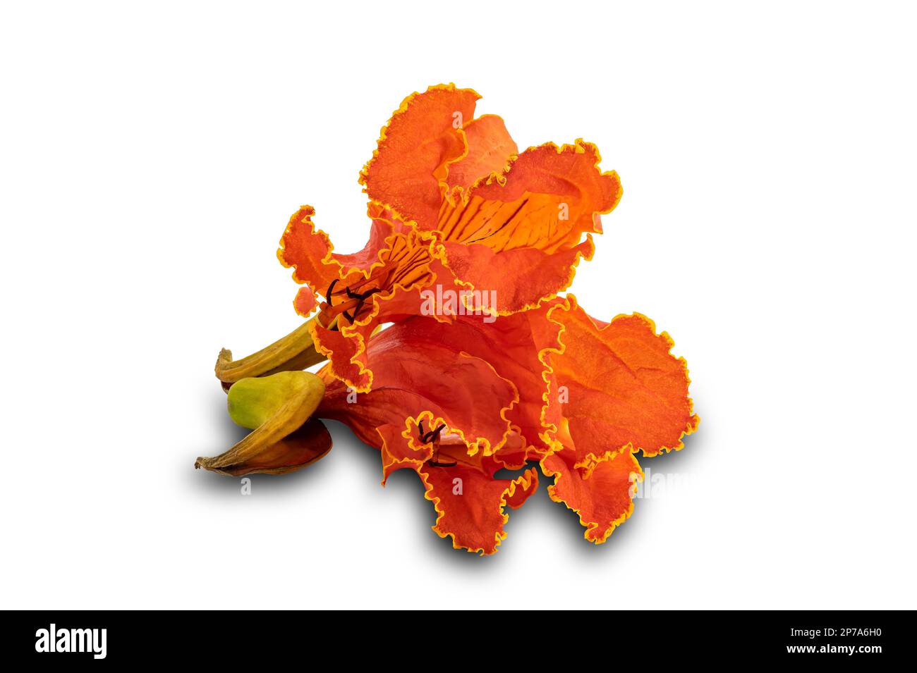 Tropical reddishorange color flower called Arican Tulip flower on white background with