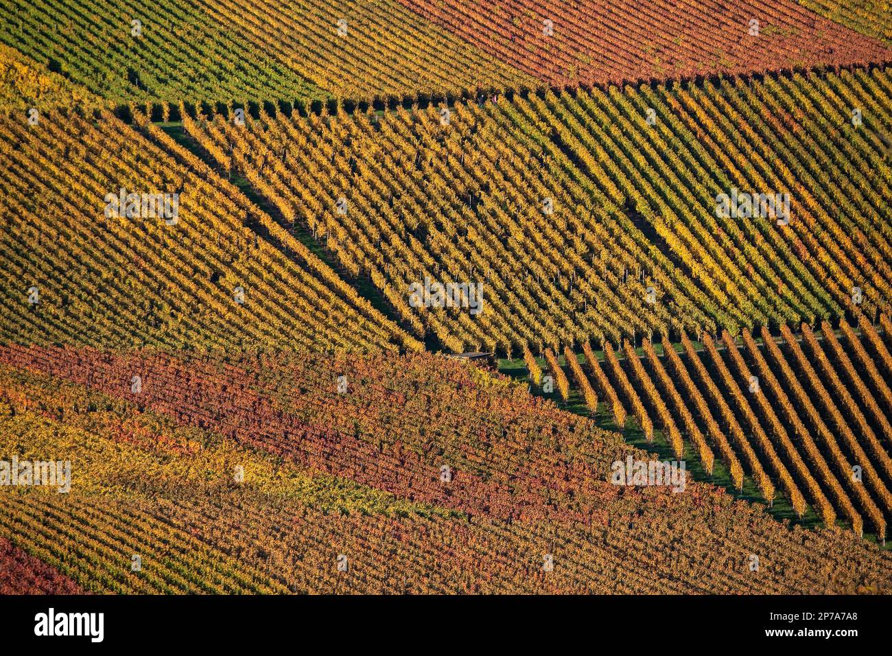 Drone image, vineyards in autumn, near Michelbach, Baden-Wuerttemberg, Germany Stock Photo