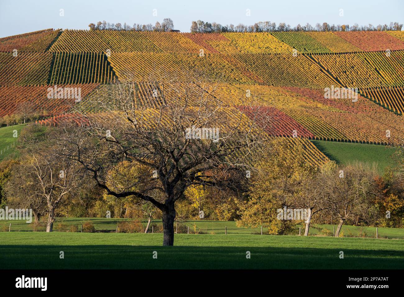 Drone image, vineyards in autumn, near Michelbach, Baden-Wuerttemberg, Germany Stock Photo