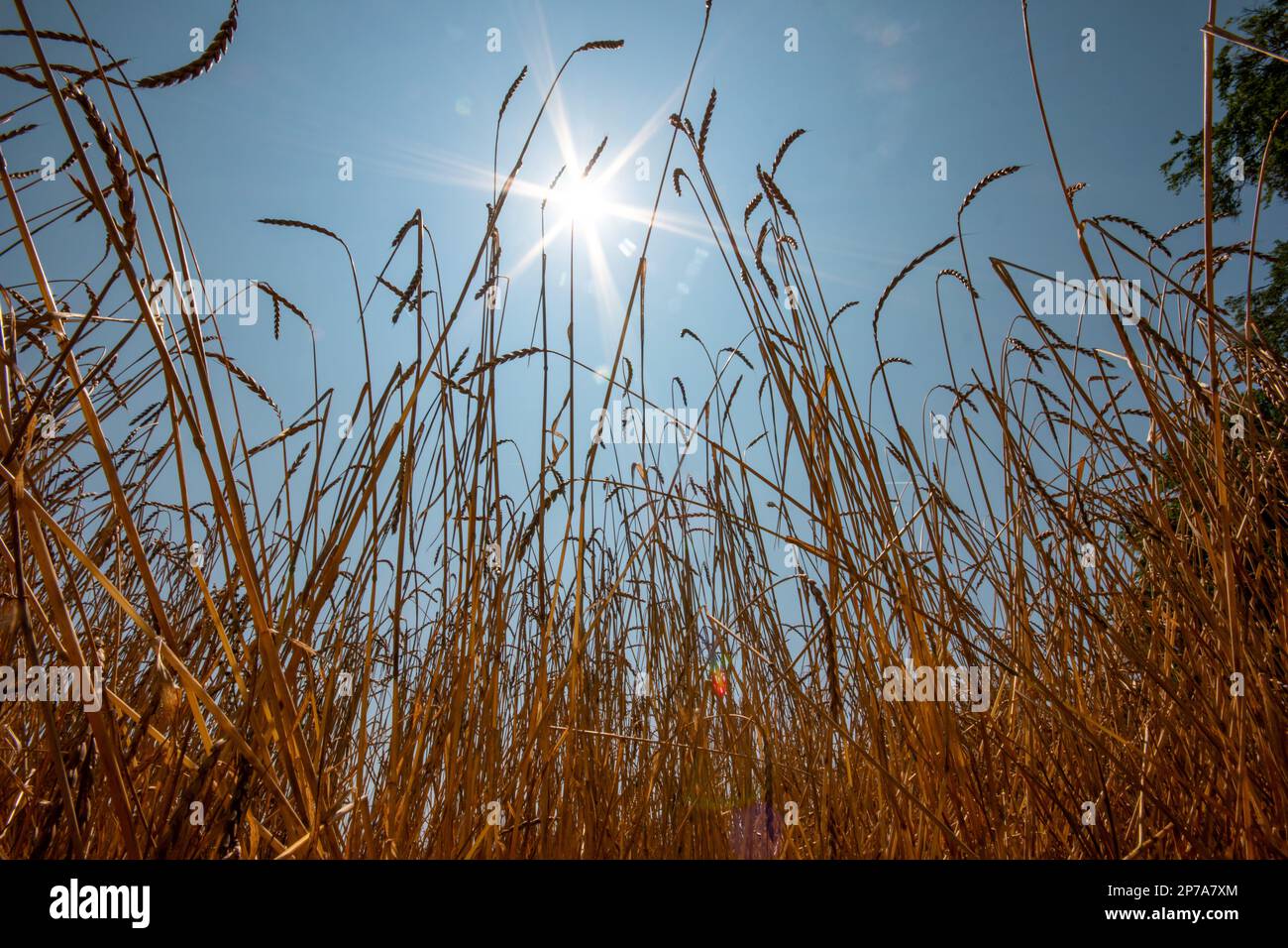 Sun rays in the sky hi-res stock photography and images - Alamy