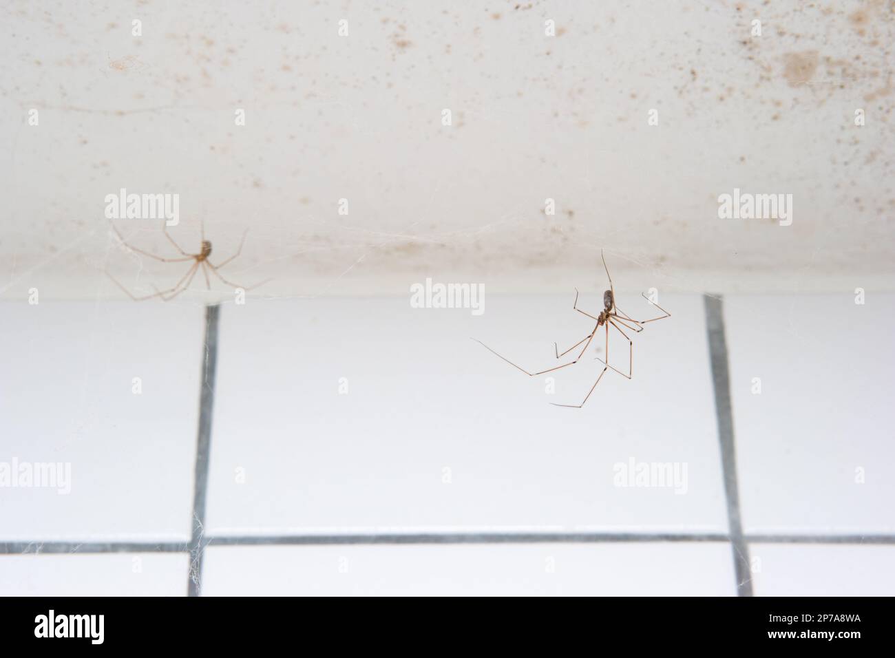 Long legged common spiders making web in a household bathroom close up