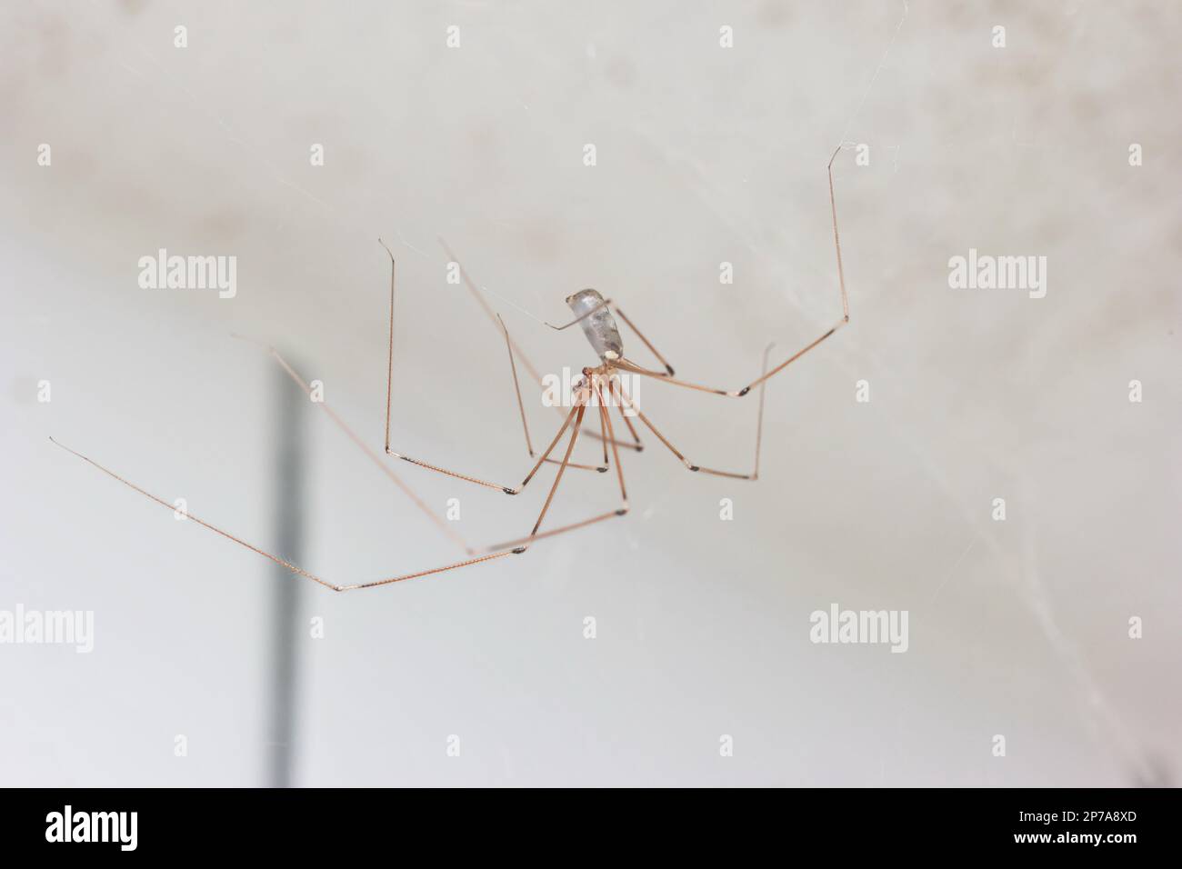 Long legged common spider making web in a household bathroom close up macro shot, no people. Stock Photo