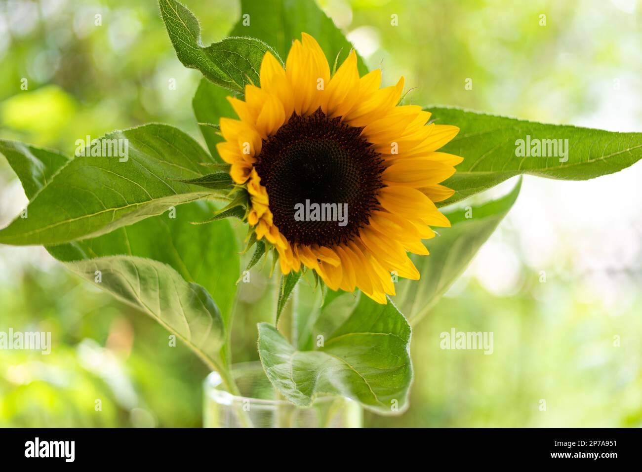 Single sunflower stem in a glass vase wide angle close up shot, shallow ...