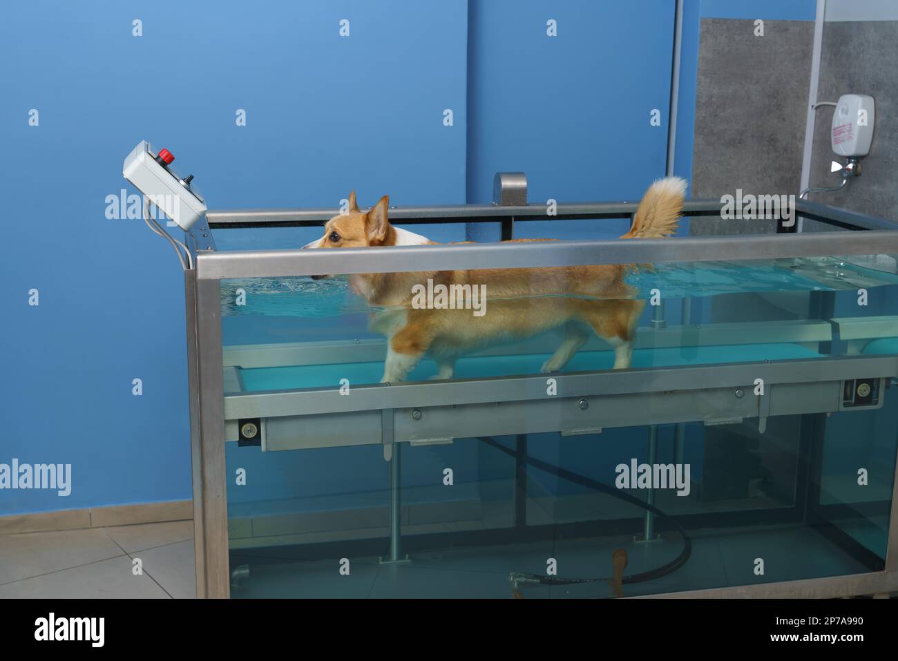 Dog rehabilitation on a water treadmill. animal health Stock Photo Alamy