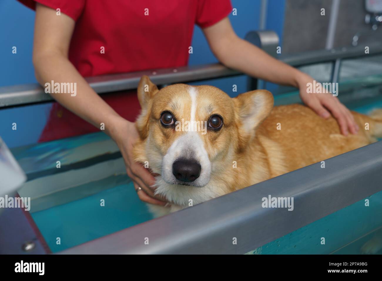 Dog rehabilitation on a water treadmill. animal health Stock Photo Alamy