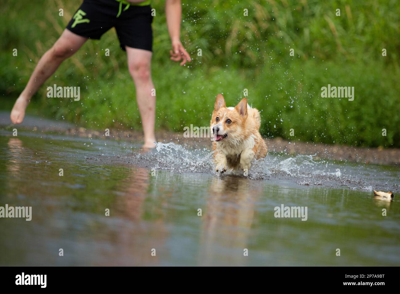 Corgi dog running on water in river a catching stick. Summer, Poland, Europe Stock Photo