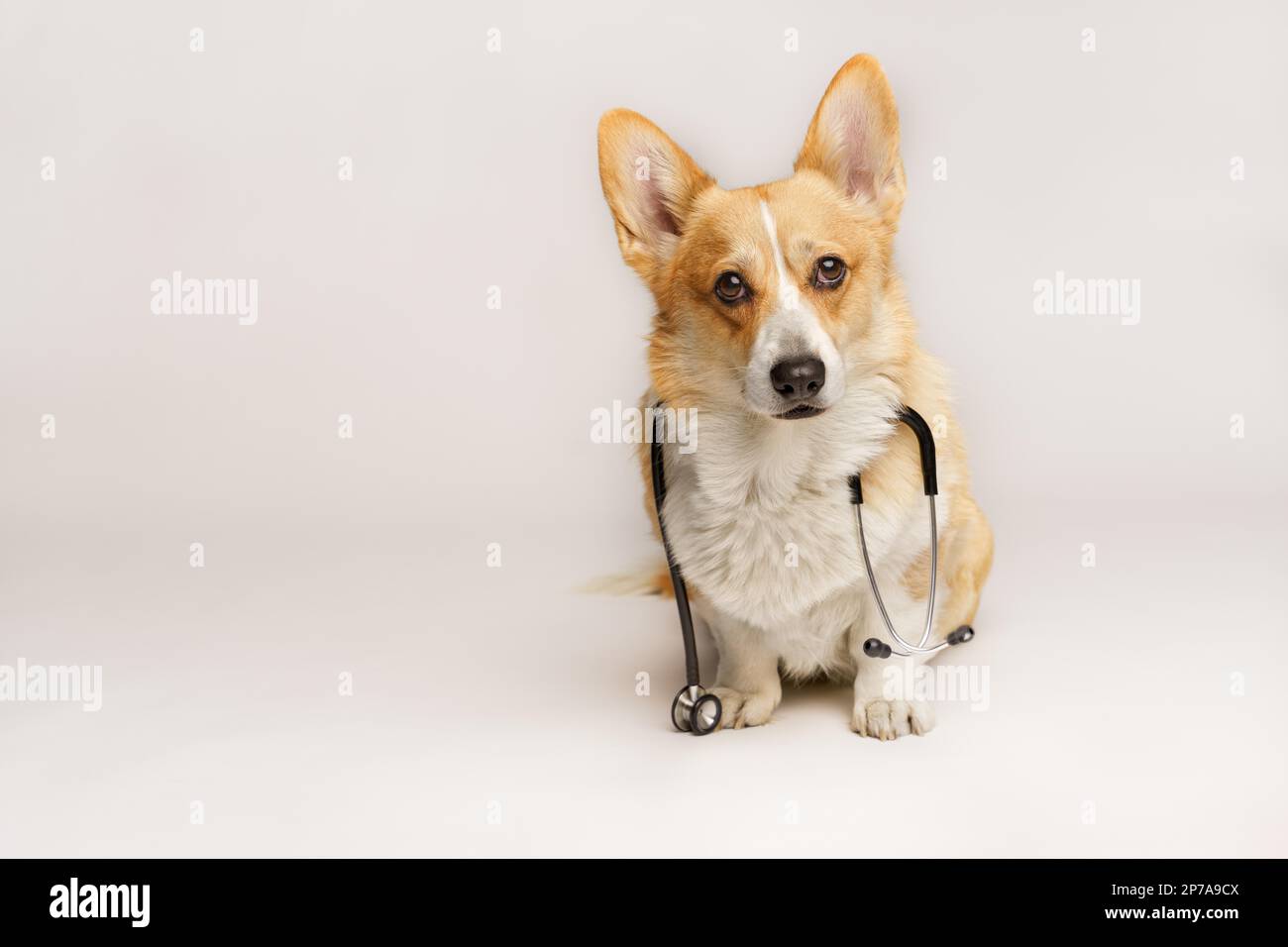 A cute pembroke Welsh Corgi dog sits with a stethoscope around his neck. Studio Stock Photo
