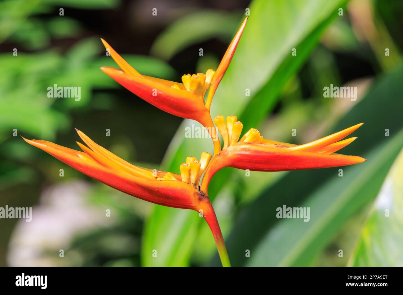 Heliconia Psittacorum in Singapore Botanic gardens Stock Photo