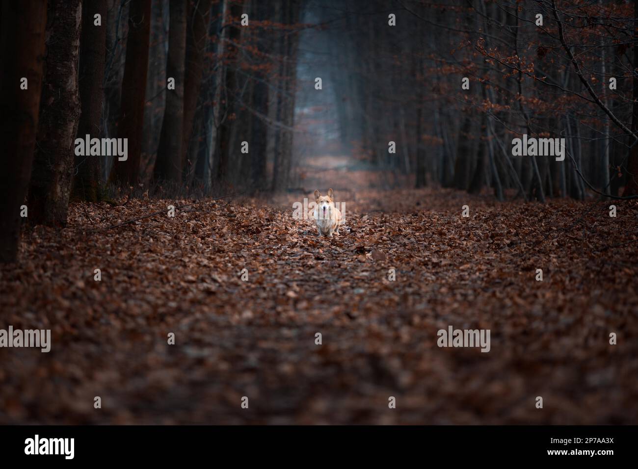 A Welsh Corgi Pembroke dog stands in the middle of a road in a dark forest. In the forest Stock Photo