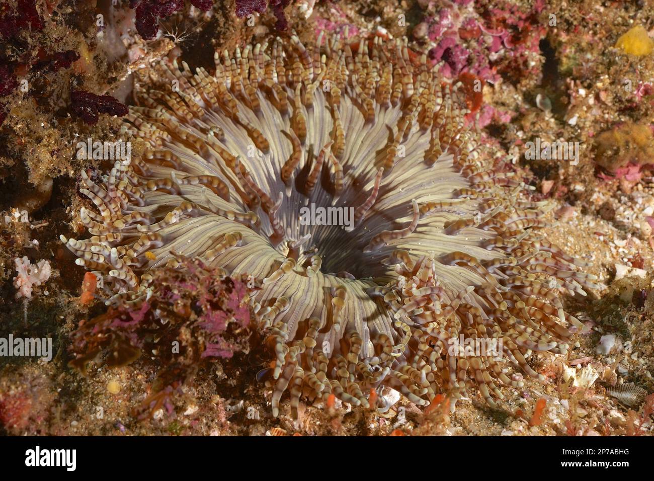 Beaded anemone (Heteractis aurora), Aliwal Shoal dive site, Umkomaas, KwaZulu Natal, South Africa Stock Photo