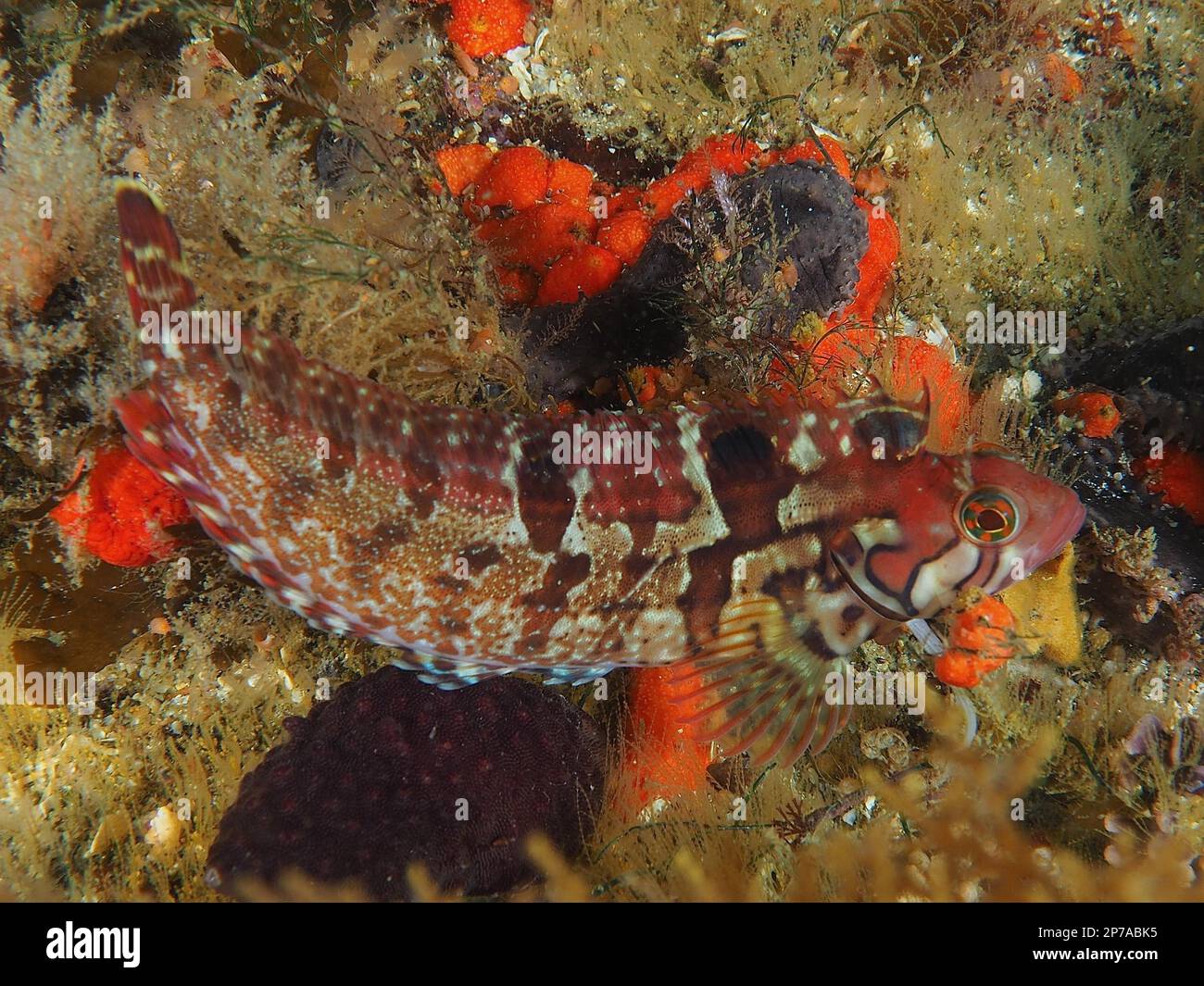 Spotted rockfish (Clinus venustris), False Bay dive site, Cape of Good Hope, Cape Town, South Africa Stock Photo