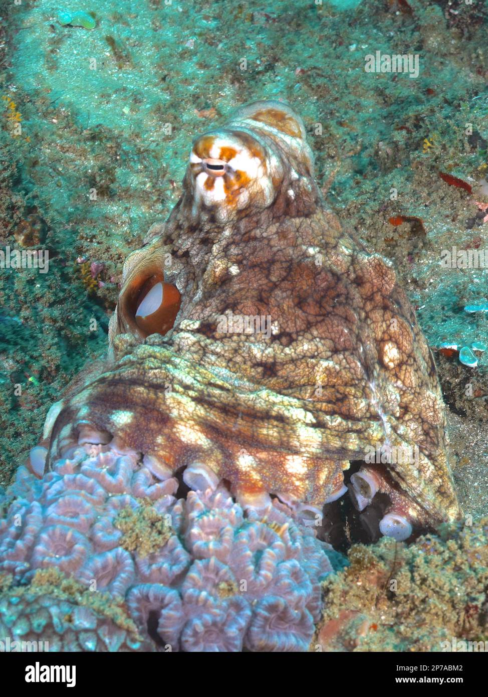 Common octopus (Octopus vulgaris), Sodwana Bay National Park dive site, Maputaland Marine Reserve, KwaZulu Natal, South Africa Stock Photo