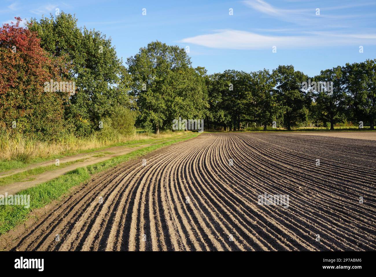 Grooves on a field in autumn. Germany, Brandenburg, County Elbe-Elster, Finsterwalde Stock Photo