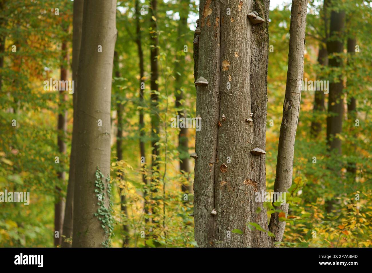 Tree fungi (Fomes fomentarius) (tinder fungus) on tree trunks in a semi-natural mixed deciduous forest in autumn. Germany, Brandenburg, Barnim Stock Photo